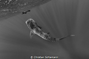 Face to face - A whaleshark at the Silver Banks. by Christian Schlamann 